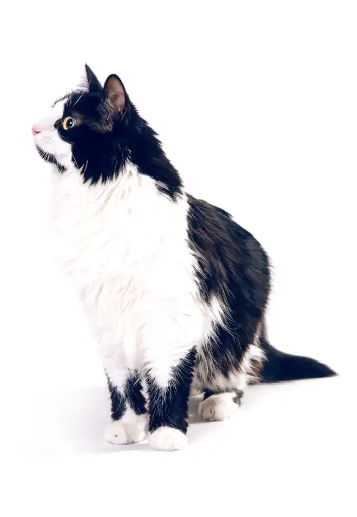 Fortælle Scorch Remission Kattenverzekering; zorgverzekering voor katten | SantéVet