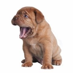 Bâillement du chien : signal d'apaisement - - Chien | SantéVet