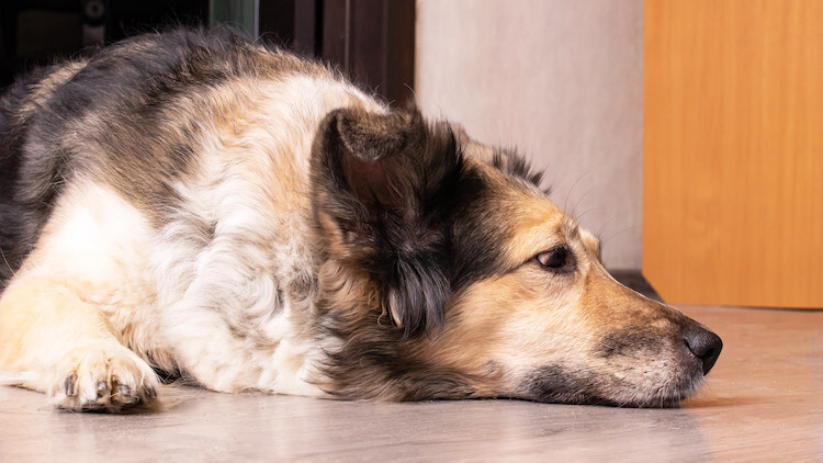 L'arthrose chez le chien: ce qu'il faut savoir