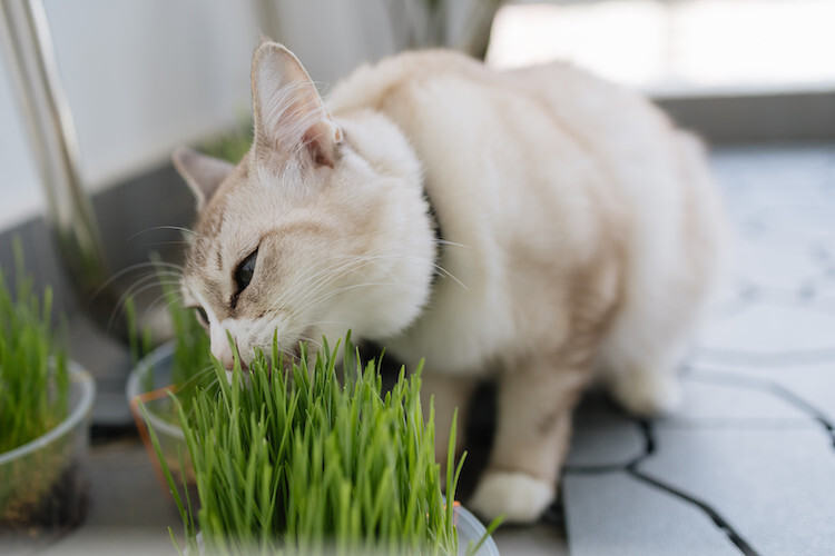 Quels sont les effets et les bienfaits de l'herbe à chat ?