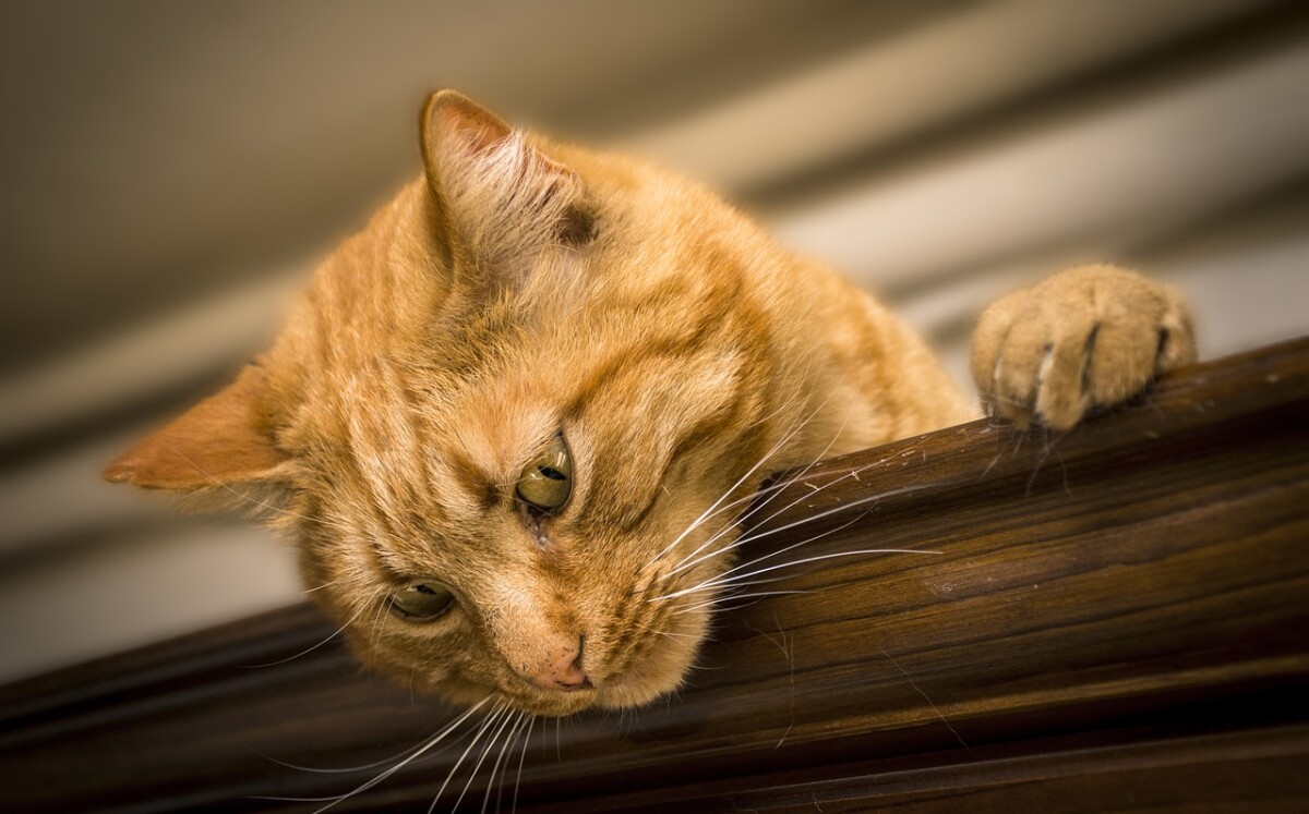10 signes qui montrent que votre chat est stressé !