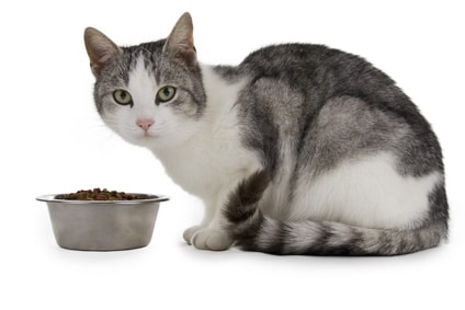 Alimentation du chat : tenir compte du stade physiologique - Alimentation -  Chat