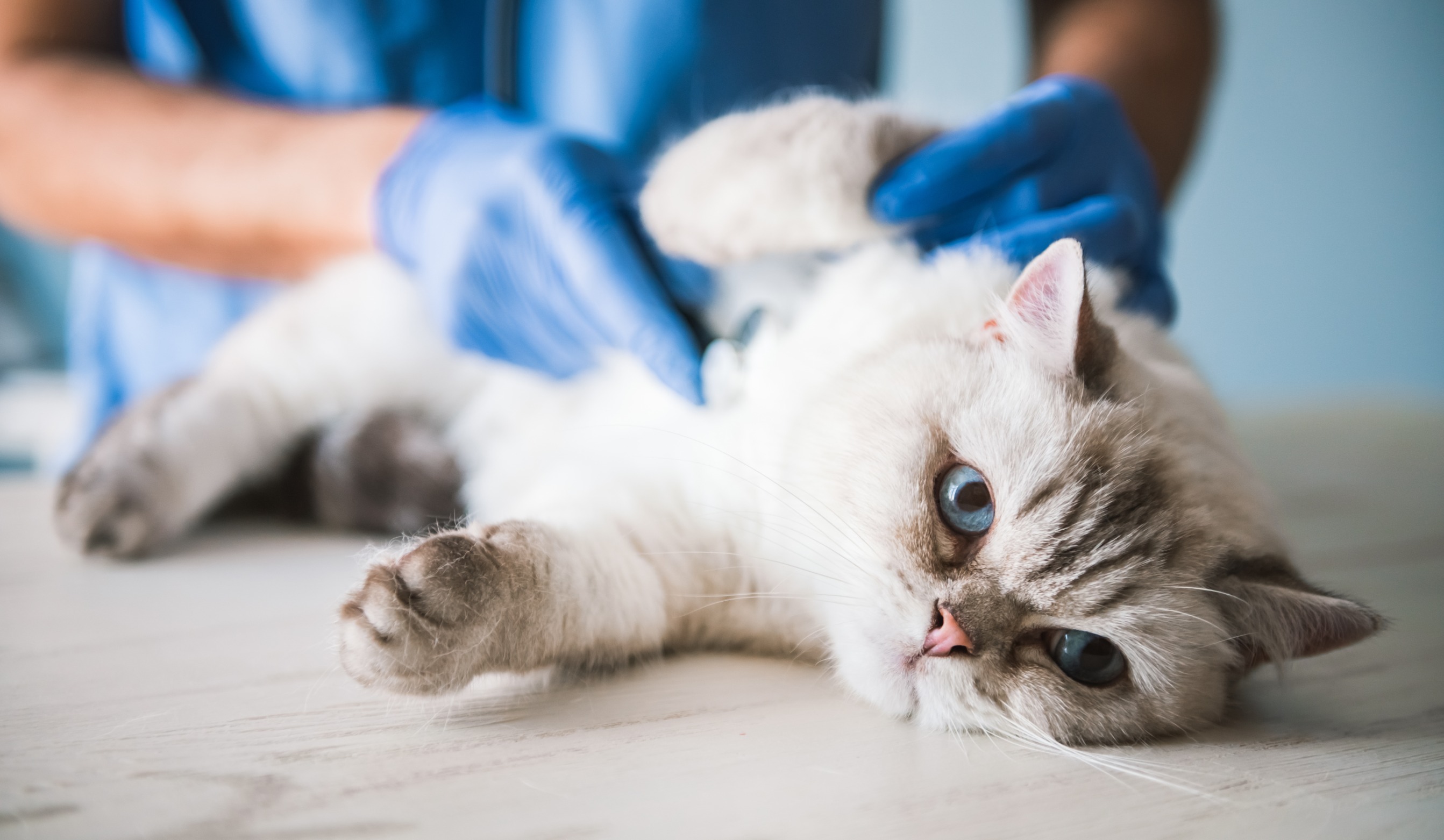 chat avec hypertension veterinaire