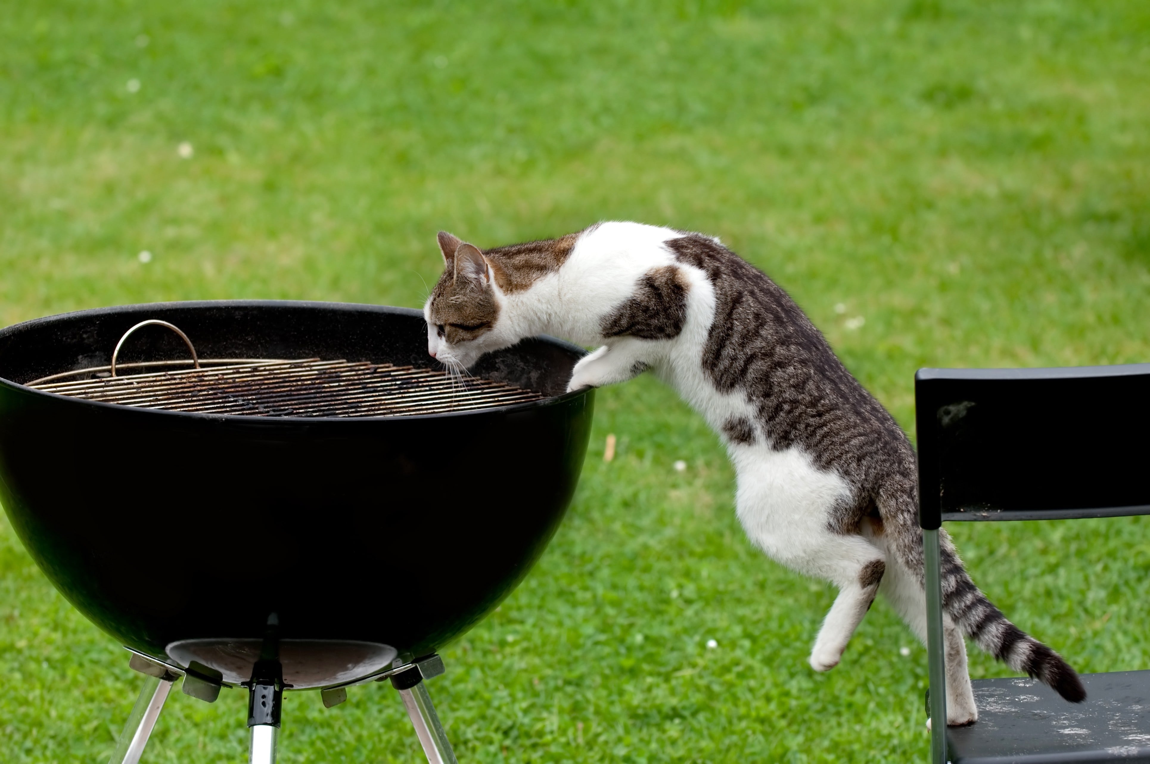 barbecue et danger pour le chat