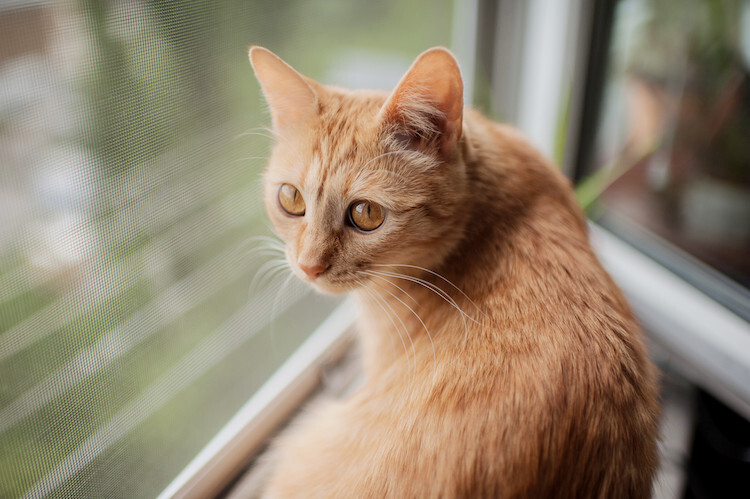 Phéromones naturelles chat : Troubles du comportement - Santévet