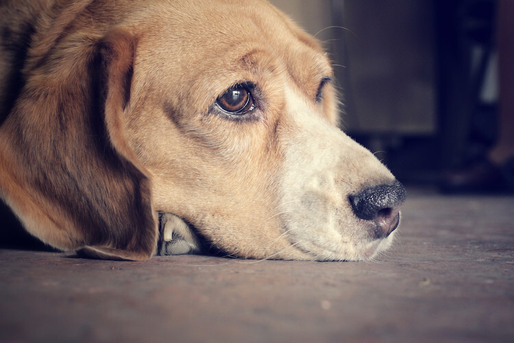 Déménager avec votre chien : ce qu'il faut savoir