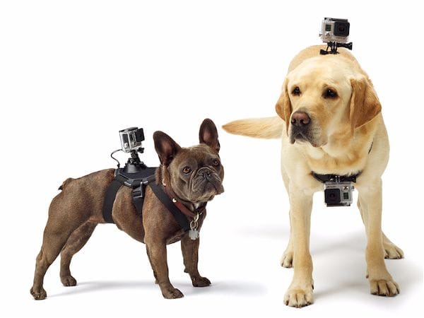 La vie de votre chien vue… de sa caméra embarquée