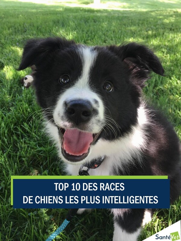 Top 10 des races chiens les plus intelligentes |