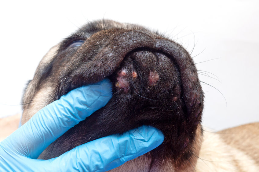 Atopie bij honden - en behandeling | SantéVet