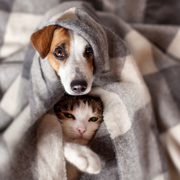 Voor type Strikt op gang brengen Buikgriep bij hond en kat: verzorging en preventie | SantéVet