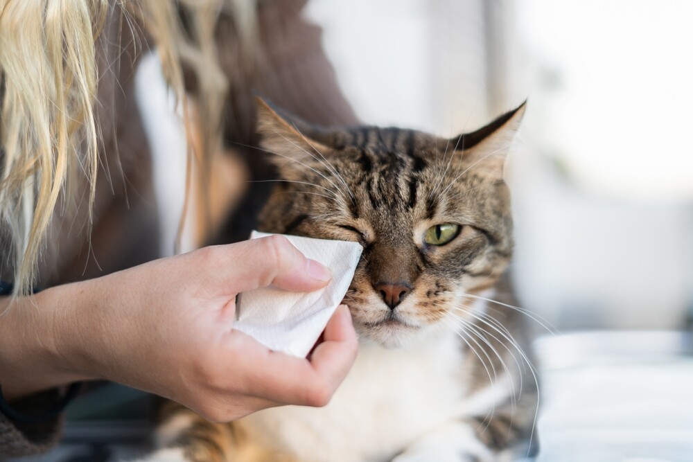 Arabisch Promotie Seizoen Allergie bij de kat: symptomen en diagnose | SantéVet