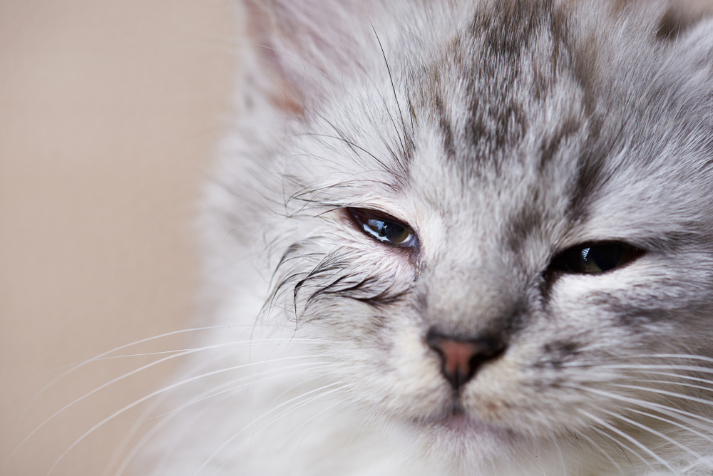 vergeetachtig dramatisch Uitgaan van Welke allergieën kan een kat hebben en wat kun je ertegen do | SantéVet