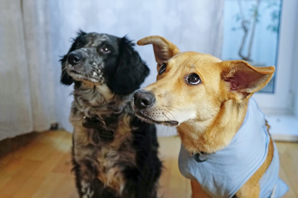 Discus hernia bij honden