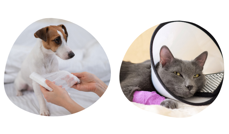 Ringlet vaccinatie bitter Wond bij hond of kat - reiniging & verzorging | SantéVet