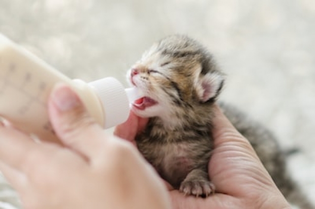 Methode Perceptueel Perth Kruid, melk, vis: heeft de kat dit echt nodig? | SantéVet