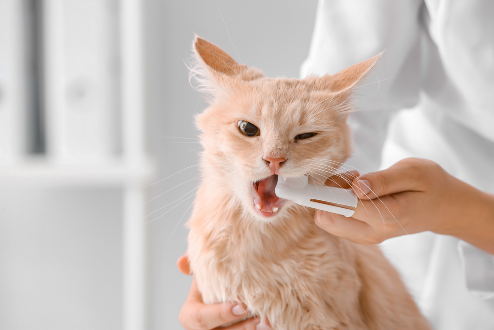 Tandvleesontsteking bij katten