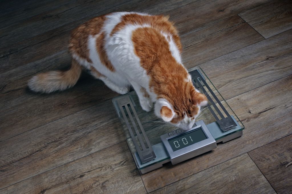 chat trop gros