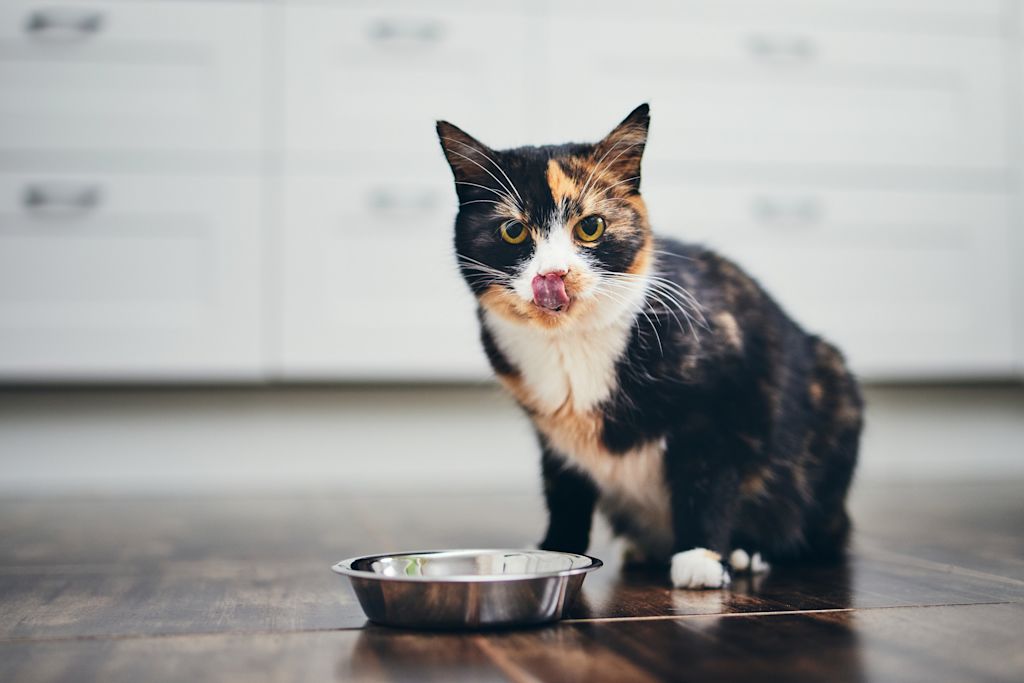 Chat au régime