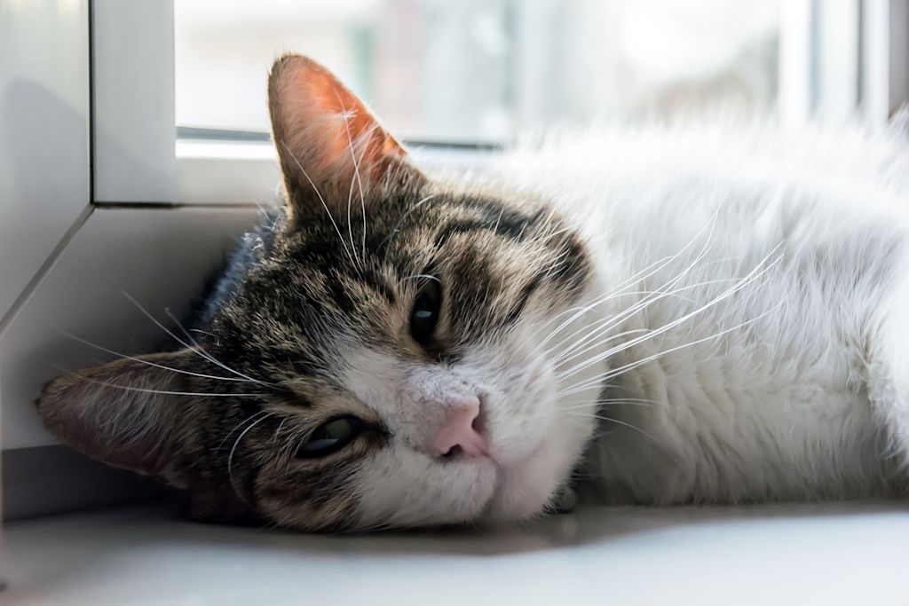 chat malade