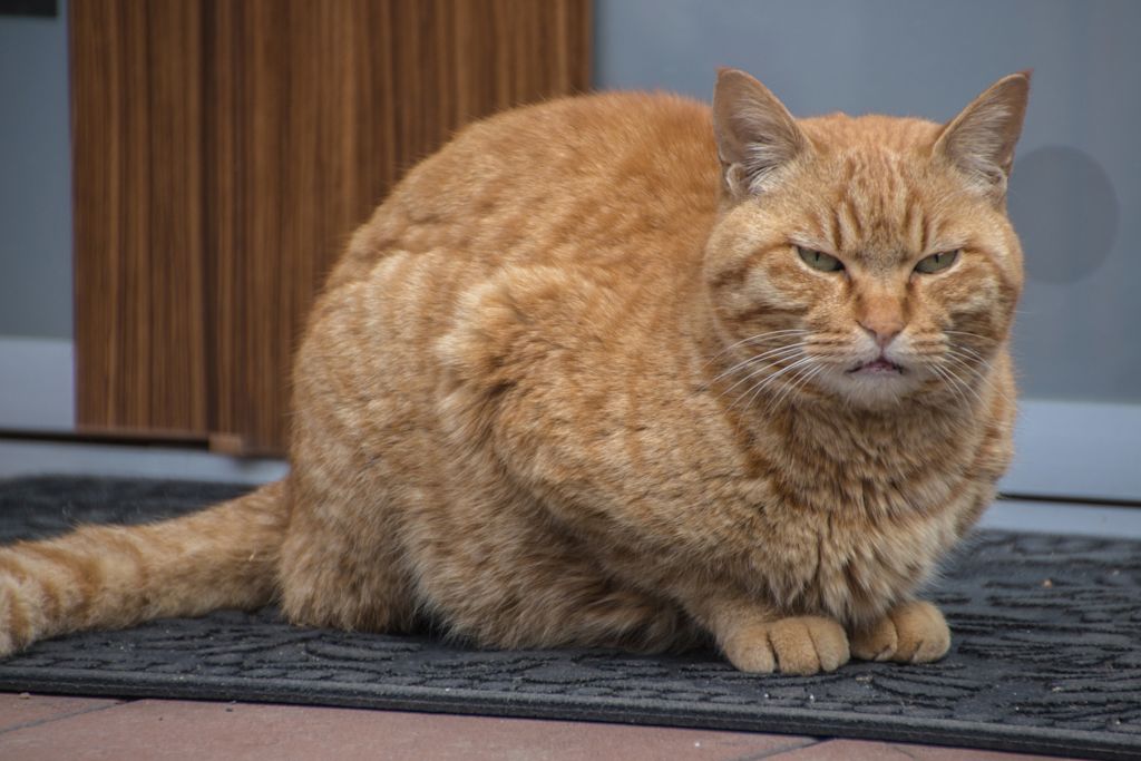 Chat en surpoids