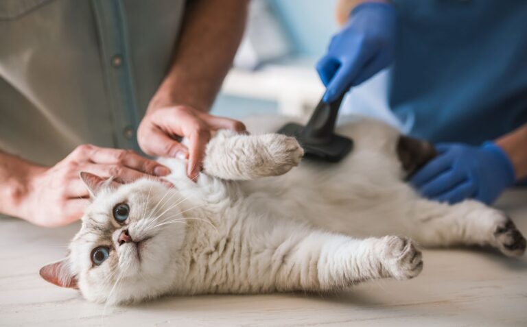 Quelles sont les maladies spécifiques du chat ?