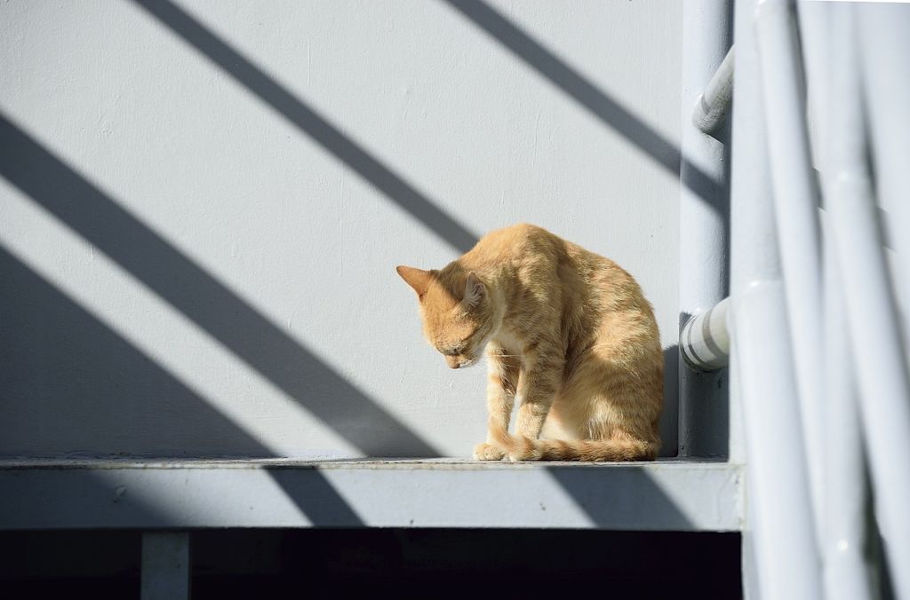 Chat triste