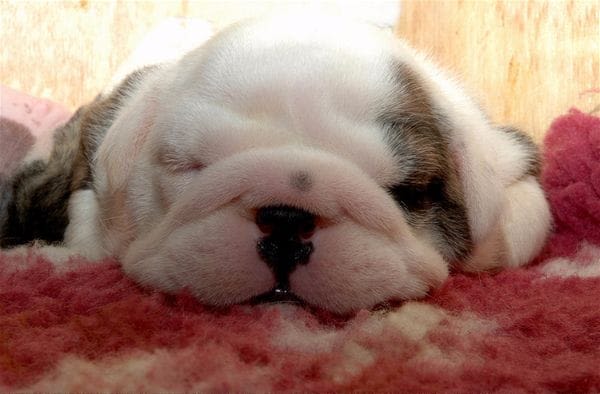 Chiot : pour un accueil en douceur