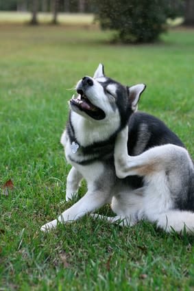 Gale des oreilles : trois formes possibles chez le chien