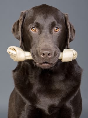 Os, sucre, chocolat : interdit pour le chien