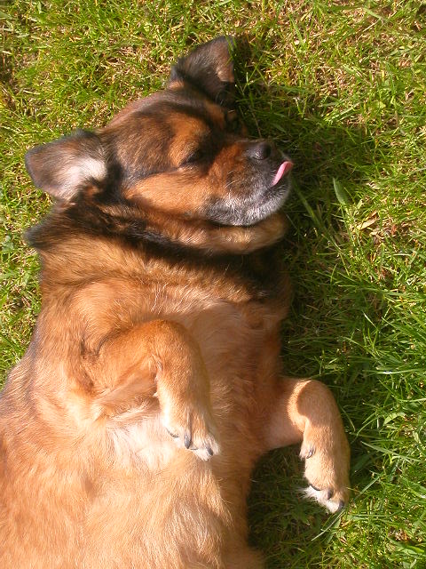 Comment vaincre les parasites externes chez le chien