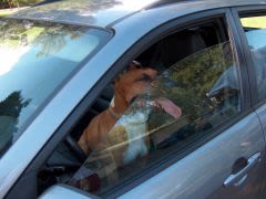 Coup de chaleur chez le chien : une urgence vétérinaire