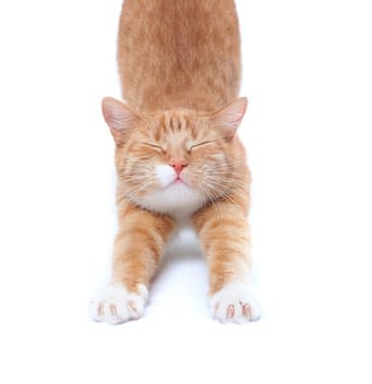 La coupe des griffes chez le chat