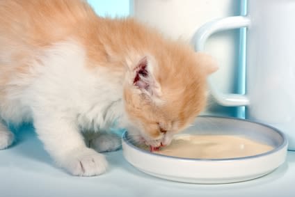 Du lait pour un chat, est-ce bien utile ?