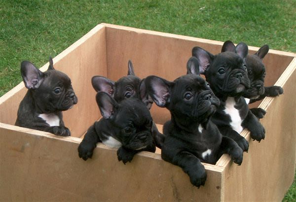 Quel chiot choisir ?