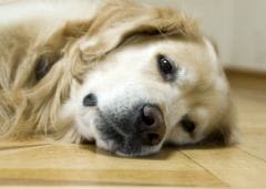 Apprenez à votre chien à rester seul
