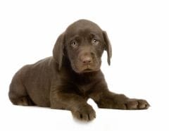 Les ordres de base : éduquez progressivement votre chien