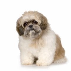 Savoir dire « Non » à son chien !