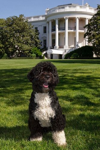 Bo : un chien présidentiel