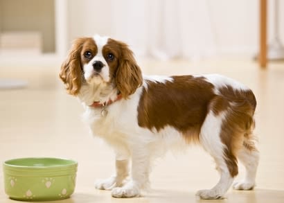 Comment détecter les allergies alimentaires de votre chien ?