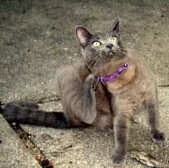 Puces chez le chat : prenez les devants