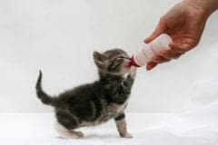 Sevrage chaton : quand la tétée est remplacée par le solide