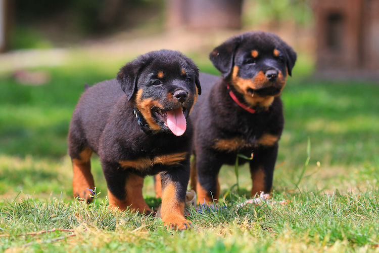 Fiable et loyal : tel est le caractère du Rottweiler
