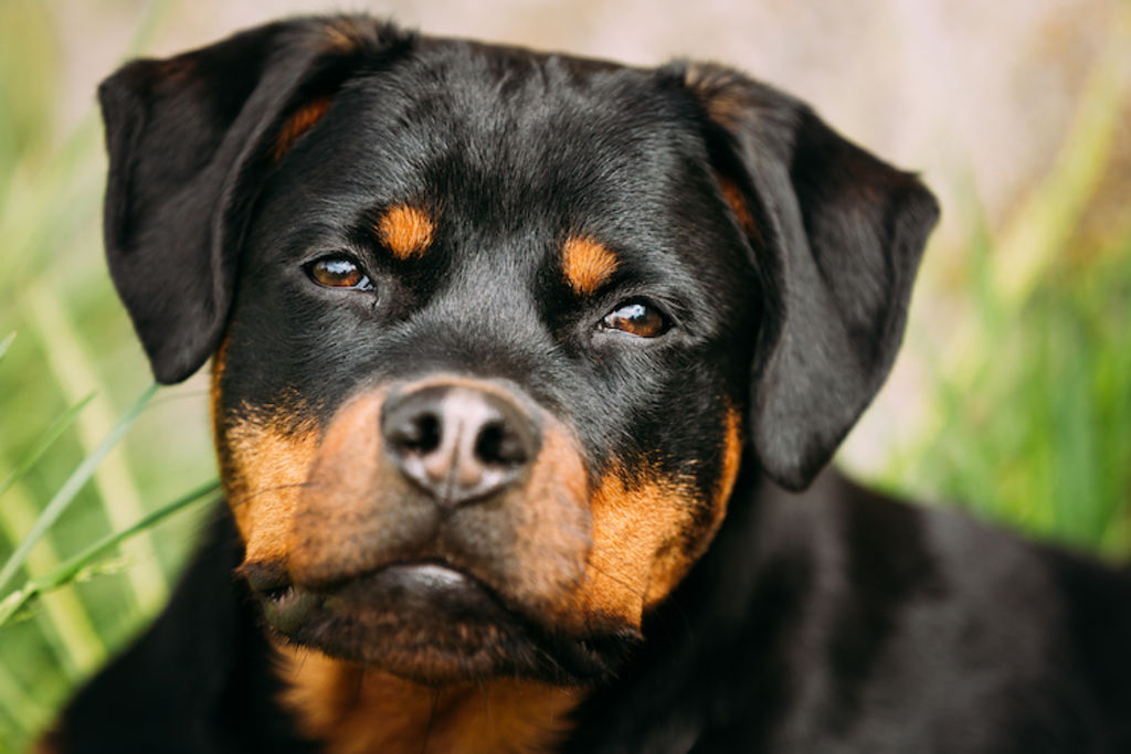 rottweiler portrait