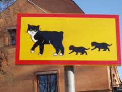 Attention : traversée de chats !