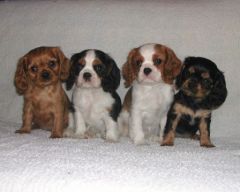 SantéVet - Cavalier King Charles -C Tranchant - Elevage La Fieffe au songeur, oct. 2009