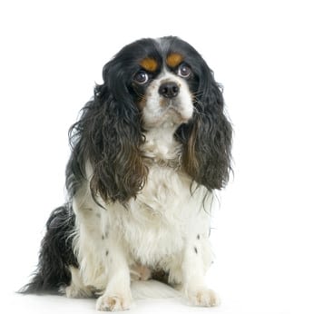 Cavalier King Charles : le petit roi de la compagnie