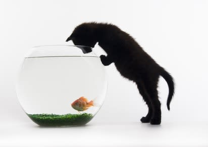 Comment réprimander son chat sans commettre d&rsquo;erreur ?