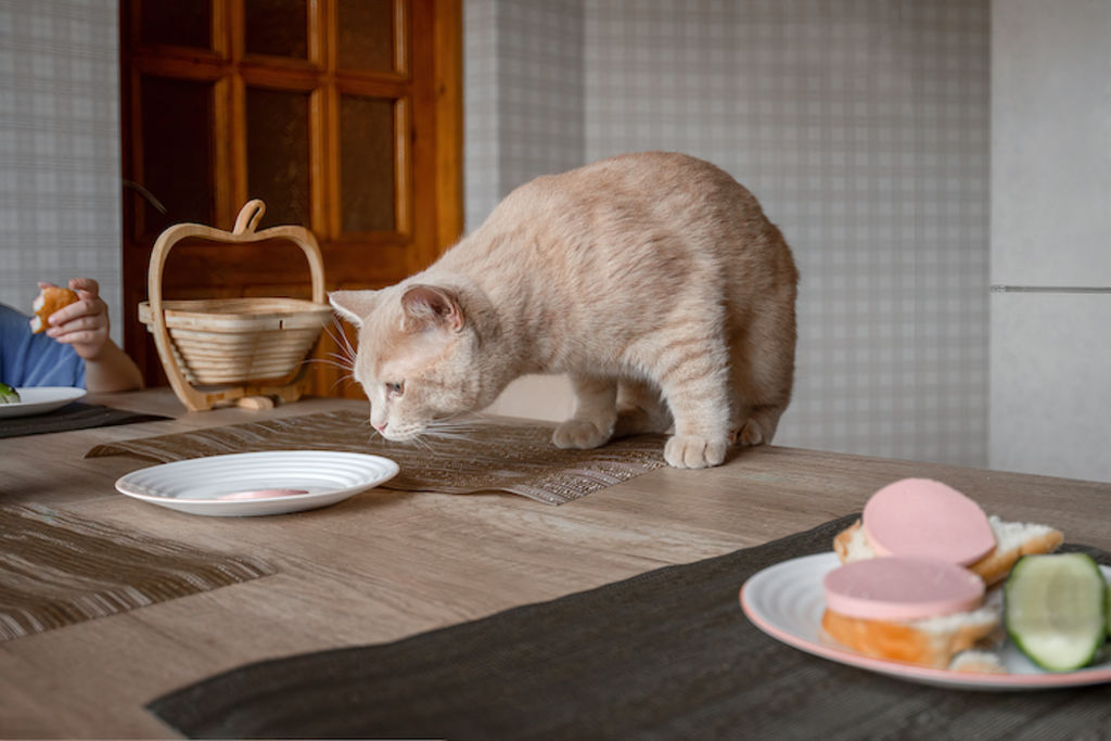 chat voleur punition