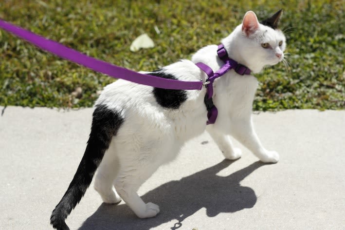 Laisses, colliers, harnais… même les chats y ont droit