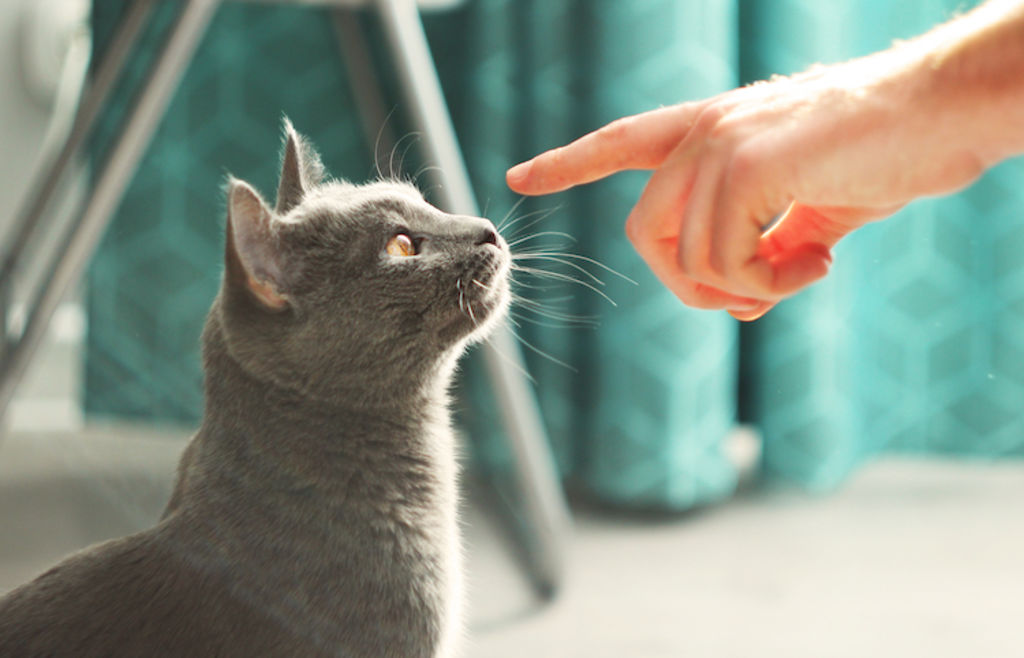 punir son chat